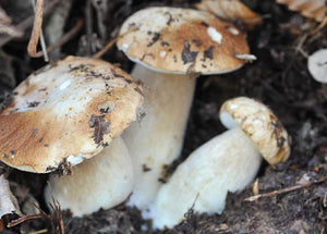 Cogumelos Boletos ou Porcini - Terrius