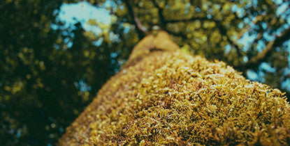 Vinho Branco DOC Villa Oliveira . Casa da Passarella . Dão