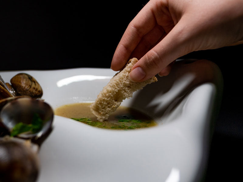 Mollusca do Atlântico