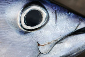 Filete de Atum em Azeite com Gengibre Santa Catarina