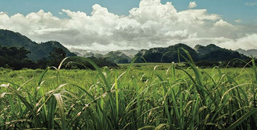 Rum Appleton Estate Signature Blend