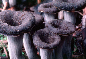 Cogumelos Trompeta Negra - Terrius