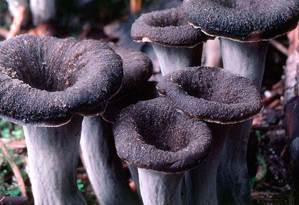 Terrius Cogumelos Shitake Desidratados