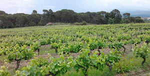 Vinho Tinto DOC Enxertia Alfrocheiro . Casa da Passarella . Dão
