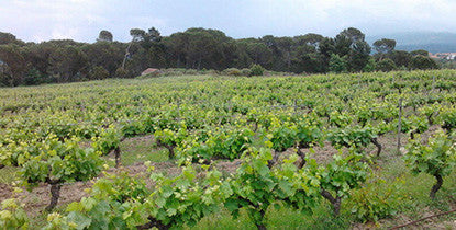 Vinho Tinto DOC Villa Oliveira . Casa da Passarella . Dão