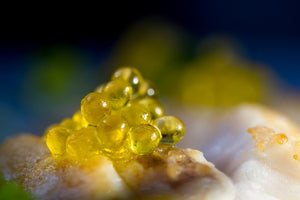 Caviar de Azeite e Alho