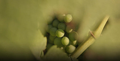 Vinho Tinto DOC Villa Oliveira . Casa da Passarella . Dão